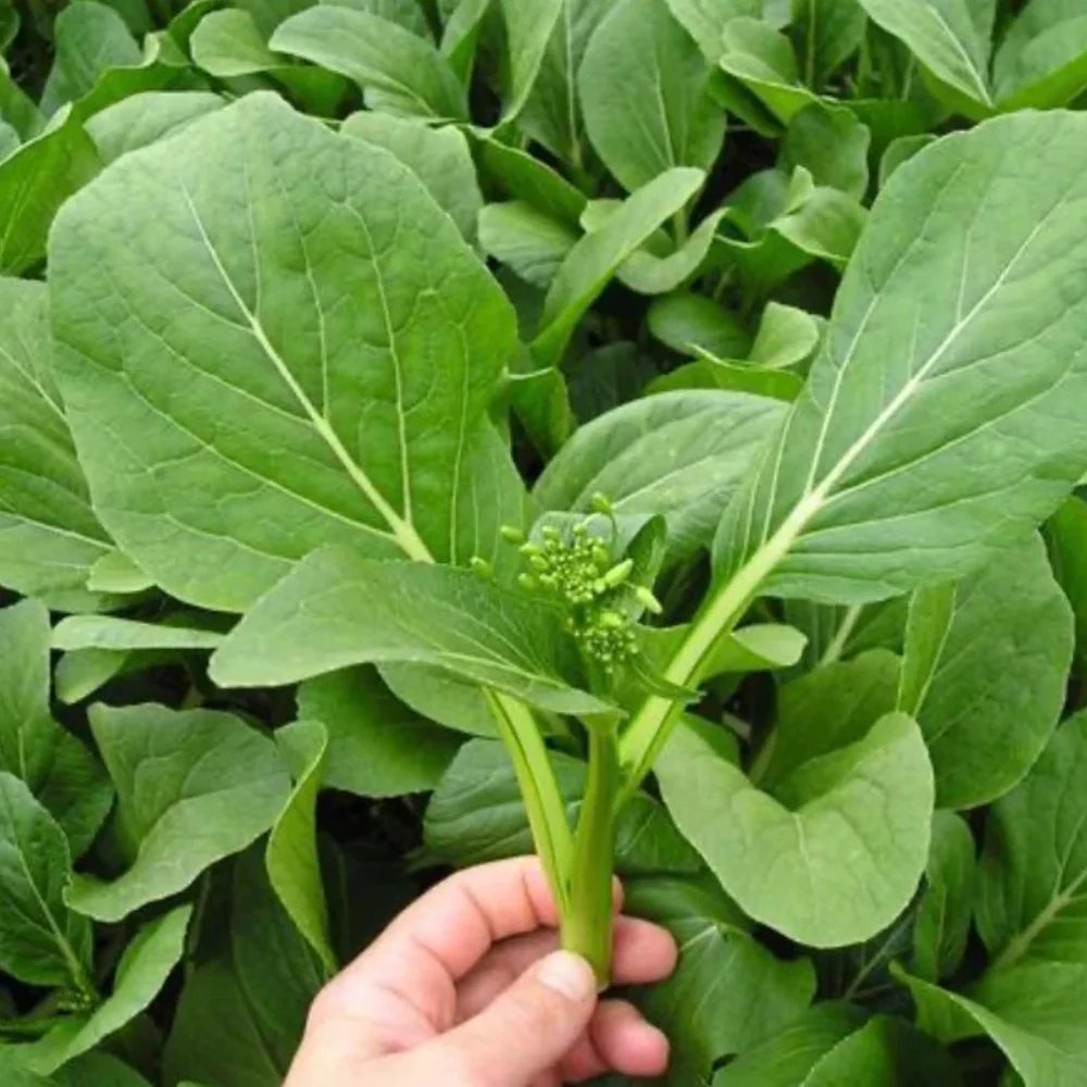 Flowering brassica Yu choi jung green 500 mg Seeds For Planting