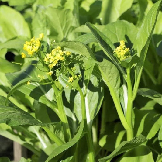 Yu Choy Sum - Flowering Brassica Jung Green