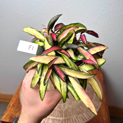 Hoya Kentiana Variegata | Rare Variegated Hoya Wax Plant | Tropical Indoor Outdoor Houseplant
