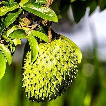 Big Honey Soursop Seeds (Annona muricata) – Var. Honey – 40+ Fresh Tropical Fruit Seeds