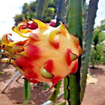 Rainbow Dragon Fruit 21+ Cuttings | Rainbow Pitaya Live Cuttings | Exotic Cactus Plant | FREE SHIPPING