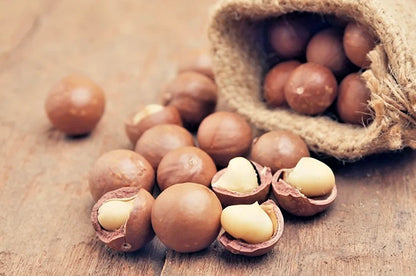 20+ Macadamia Nut Tree Seeds (Macadamia integrifolia) | Rare Tropical Nut Tree | Edible Nuts | Grow Your Own