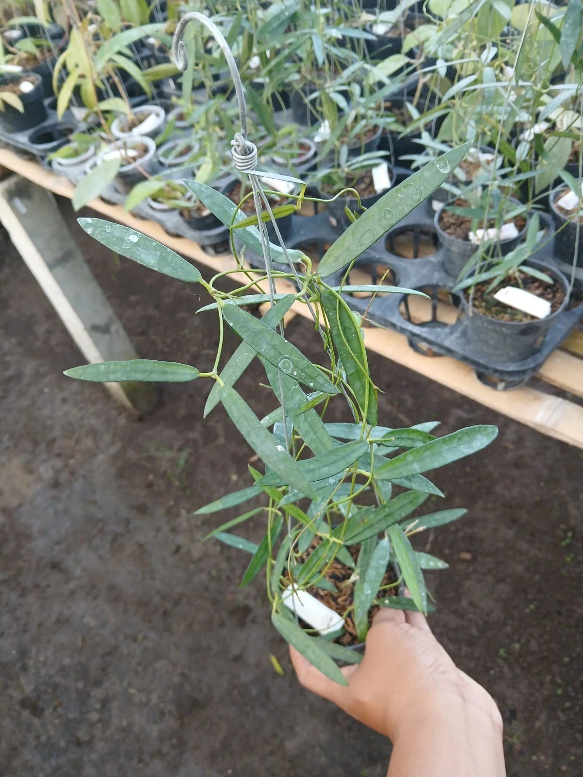 Dischidia thaithongiae sp. Kalbar – Rare Exotic Tropical Wax Plant / Miniature Epiphytic Hoya Relative