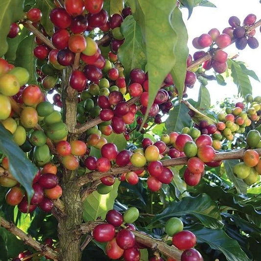 Robusta Coffee Seeds for Planting | Coffea sp | Coffee Bean Seeds | Tropical Coffee Plant Seeds