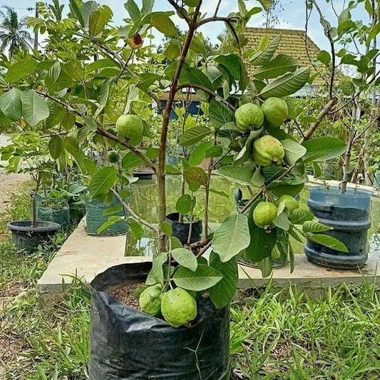 White Guava Seeds 250+ pcs (Psidium guajava 'Crystal') – Premium Certified Crystal White Guava Fruit Tree Plant Seeds for Planting