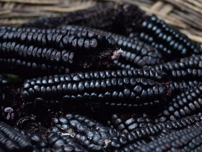 Black Waxy Corn (Zea mays var. ceratina) – 250+ Premium Glutinous Seeds