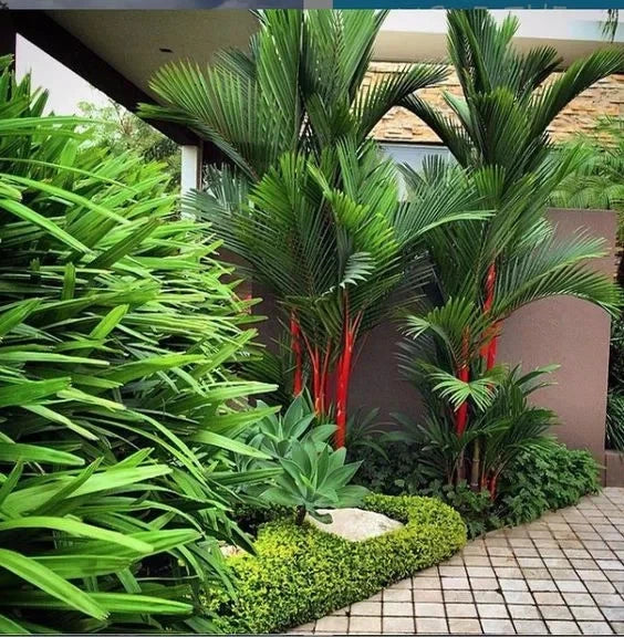 50+ Red Palm Tree Seeds | Cyrtostachys Renda | Decorative Lipstick Palm | Tropical Palm