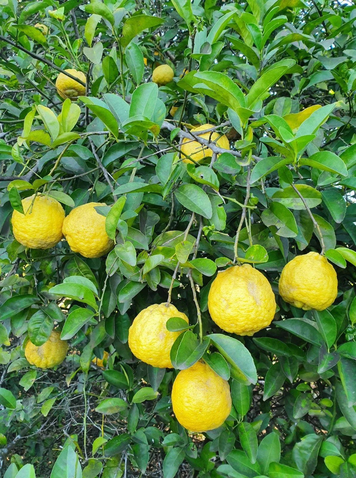 Jambhiri Lemon Seeds 100+ pcs (Citrus jambhiri) – Premium Certified Rough Lemon Citrus Tree Plant Seeds for Planting