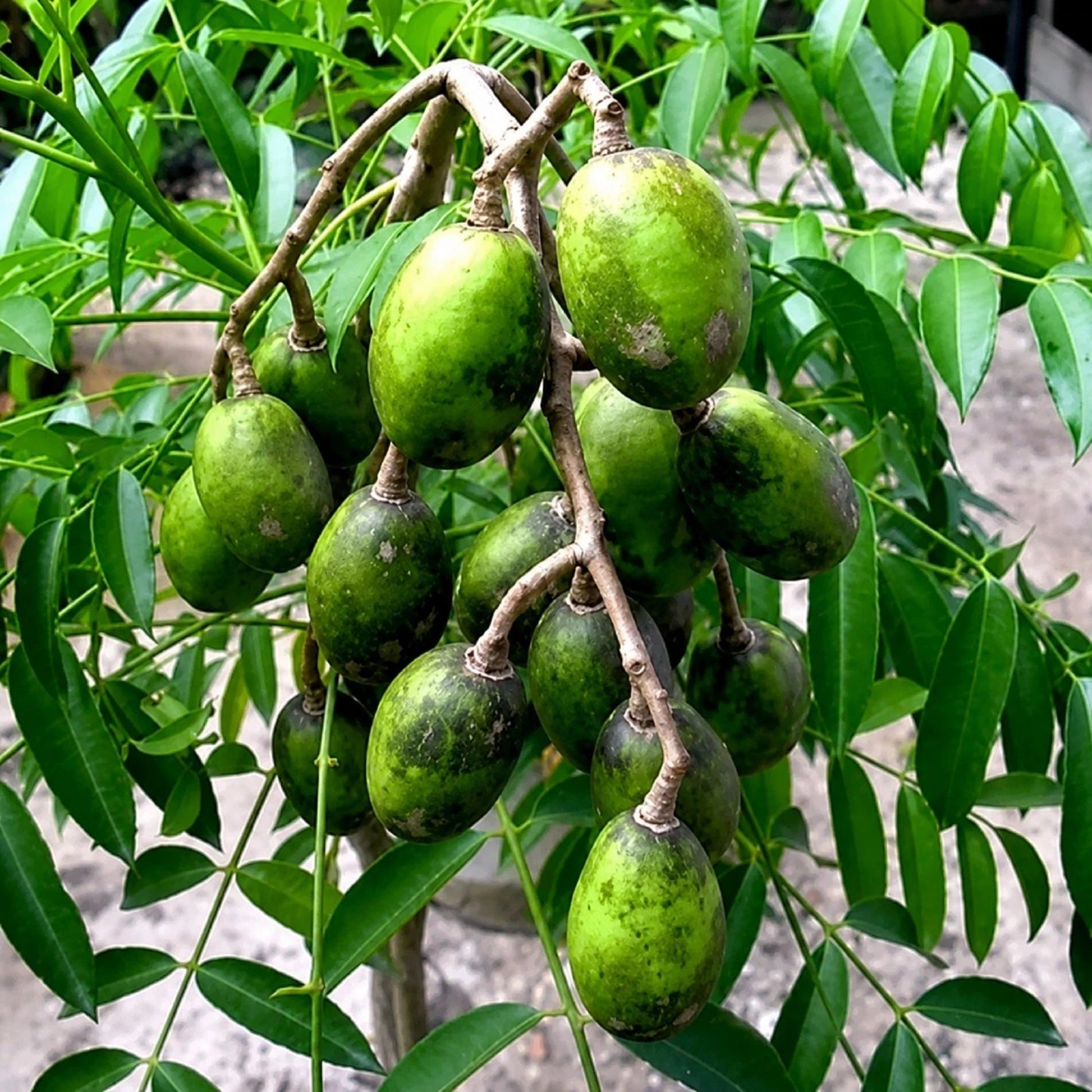 Grafted Dwarf Ambarella (Spondias dulcis) - Premium Exotic Fruit Tree