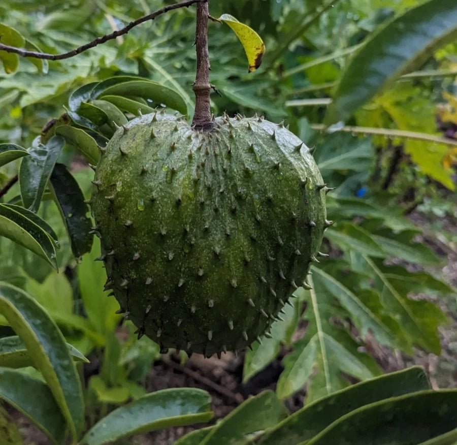Guanabana Acida Soursop Seeds (Annona muricata 'Acida') – 100+ Premium Fresh Bold Zesty Guanabana Acida Soursop Seeds