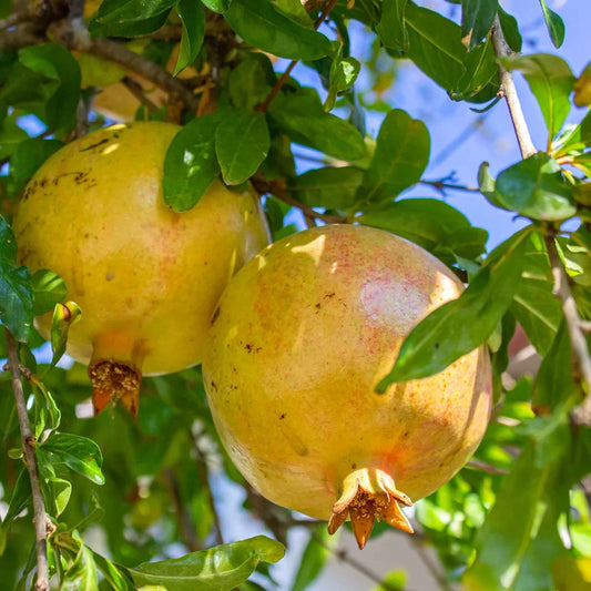 White Pearl Pomegranate Seeds (Punica granatum var. White Pearl) – Premium Rare White Aril Sweet Fruit Tree Seeds for Planting (100 Pcs)