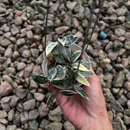 Hoya lacunosa 'Princess Lumina' – Rare Tropical Wax Plant