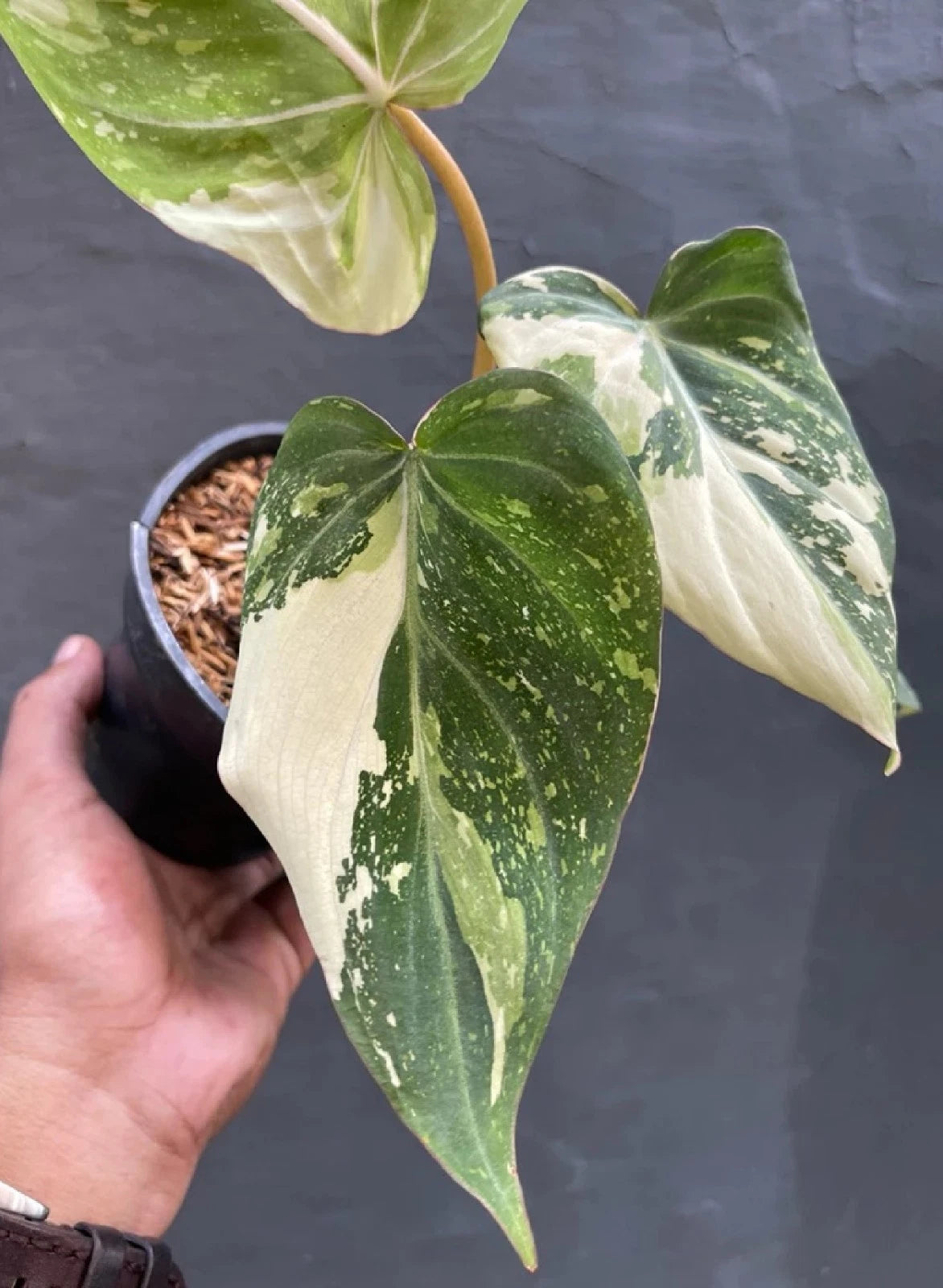 Philodendron 'Glorious' Variegated – Rare Velvet Collector’s Aroid