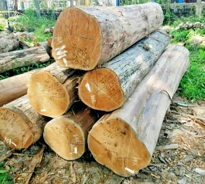 Superior Teak Tree 50+ Seeds (Tectona grandis) – Premium Quality Fast-Growing Hardwood Timber Seeds for Planting and Cultivation