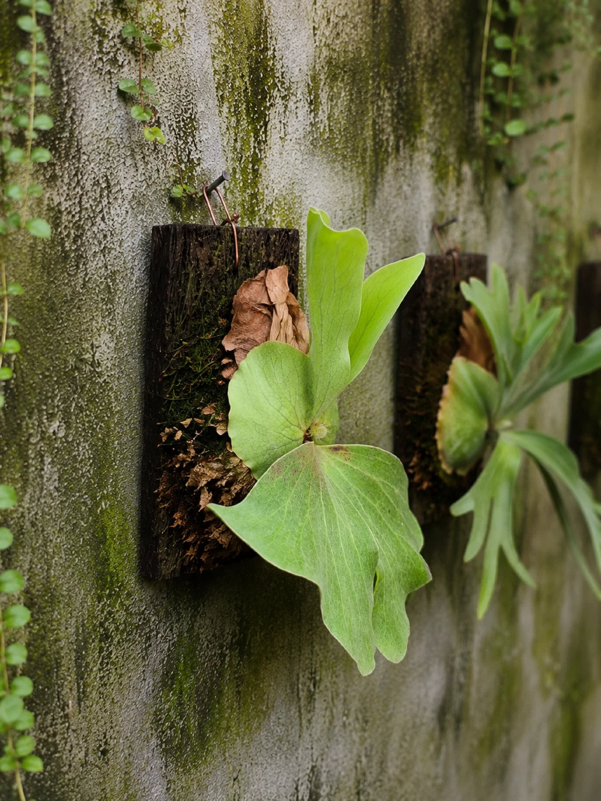 Rare Platycerium Antis - Premium Exotic Mounted Staghorn Fern Tropical Indoor Houseplant