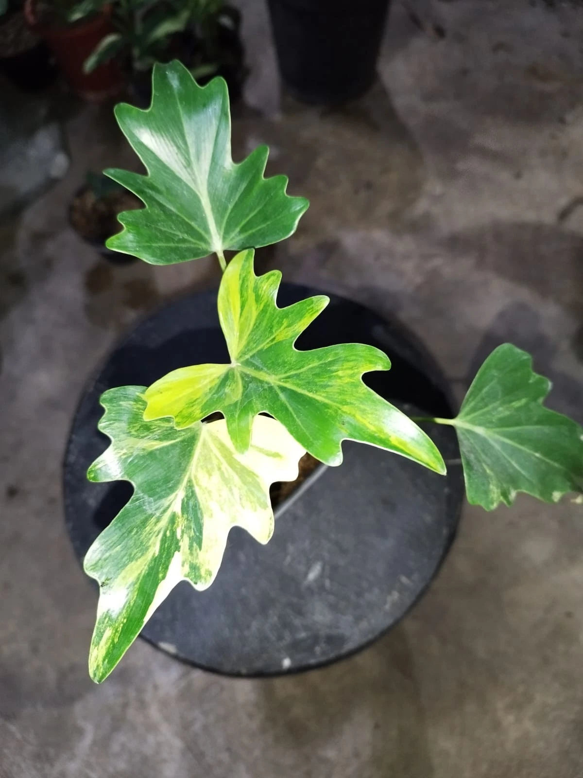 Stunning Philodendron Java Beauty Variegated – Rare Tropical Indoor Plant