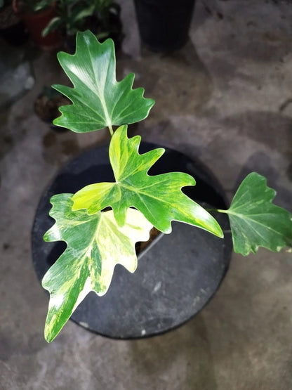 Stunning Philodendron Java Beauty Variegated – Rare Tropical Indoor Plant