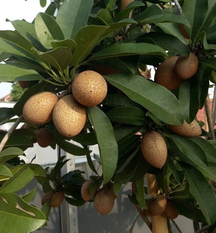 Jamil 92 Sapodilla (Manilkara zapota) – 35+ Premium Chikoo Seeds