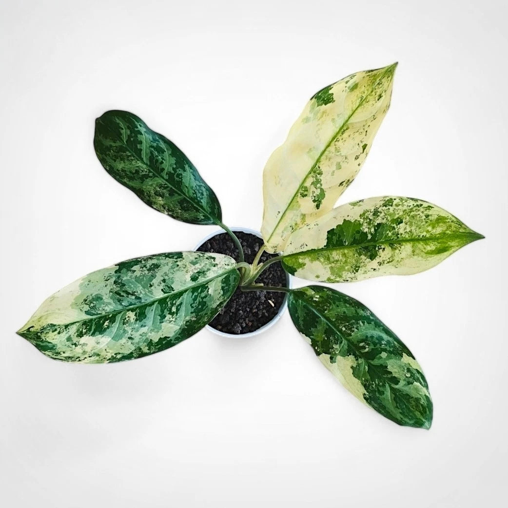 Aglaonema commutatum (Variegated) - Classic & Elegant Tropical Houseplant