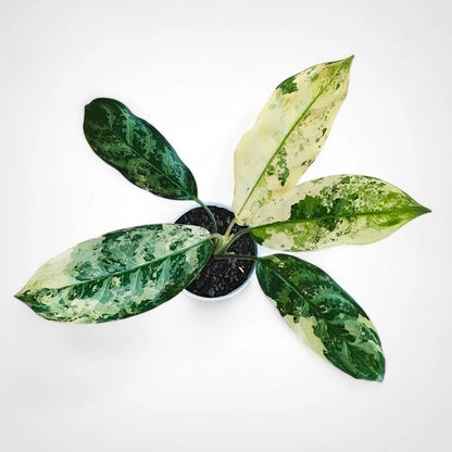 Aglaonema commutatum (Variegated) - Classic & Elegant Tropical Houseplant