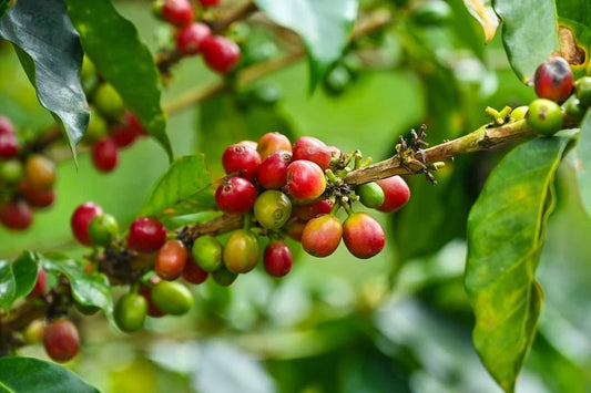 Villa Sarchi Coffee Seeds (120+ Bulk Seeds, Coffea arabica var. Villa Sarchi) – Premium Costa Rican Specialty Coffee Plant Seeds for Planting