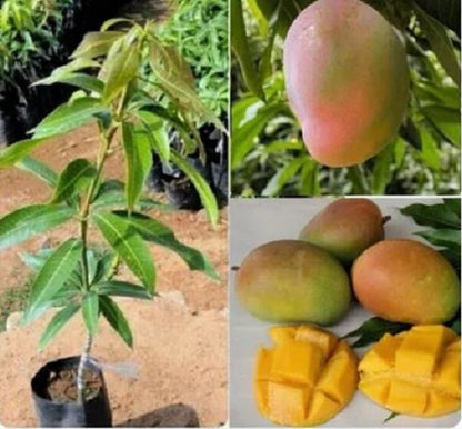 Premium Grafted Gedong Gincu Mango Tree - Sweet Tropical Mango Fast Fruiting Plant