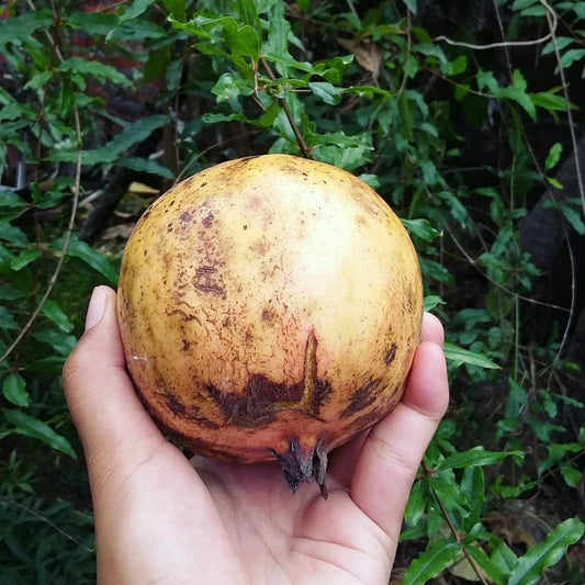 White Pomegranate Seeds (Punica granatum / 300+ Rare Crystal-Clear Aril Fruit Tree Seeds) – Premium Exotic Botanical Specimen Plant Seeds for Planting