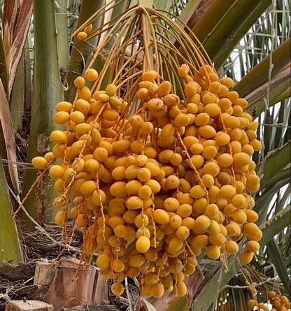Shishi Date Palm Seeds (Phoenix dactylifera) – 35+ Premium Sweet Date Seeds