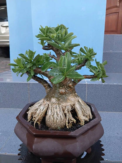 Premium Adenium 'Character' Series (RCN, ThaiSoco, & DHA) – Collector’s Bonsai Specimens
