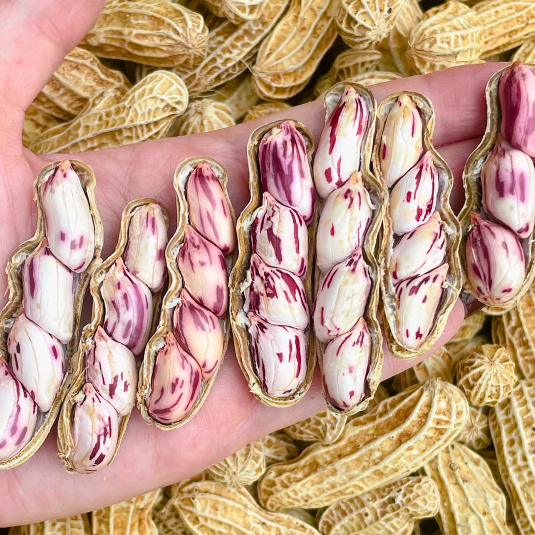 Giant Striped Peanut Seeds (Arachis hypogaea L. var. Giant Striped) – Fast-Growing Heirloom Edible Groundnut Seeds for Planting (100+ Pcs)