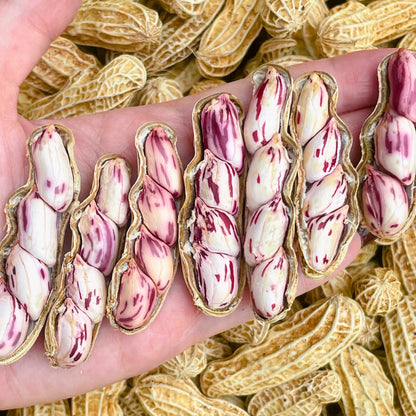 Giant Striped Peanut Seeds (Arachis hypogaea L. var. Giant Striped) – Fast-Growing Heirloom Edible Groundnut Seeds for Planting (100+ Pcs)