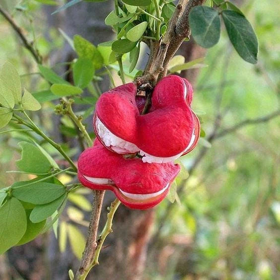 Manila Tamarind Seeds (Pithecellobium dulce) – 500+ Bulk Premium High-Yield Sweet Camachile Seeds