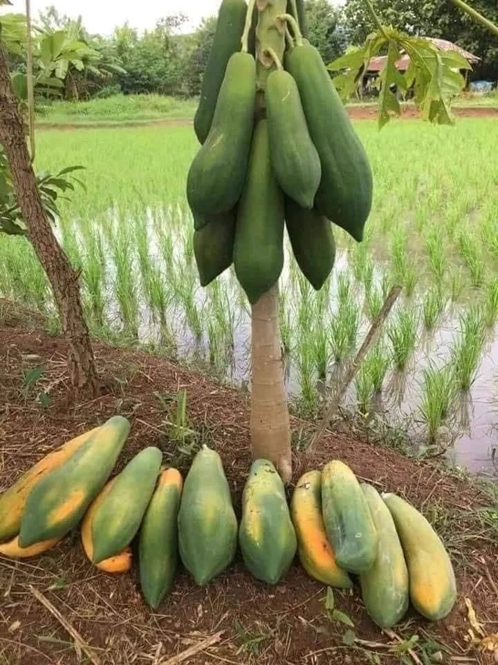 Kingsland Papaya Seeds (Carica papaya / 150+ Premium High-Yield Commercial Tropical Fruit Seeds) – Premium Exotic Botanical Specimen Plant Seeds for Planting