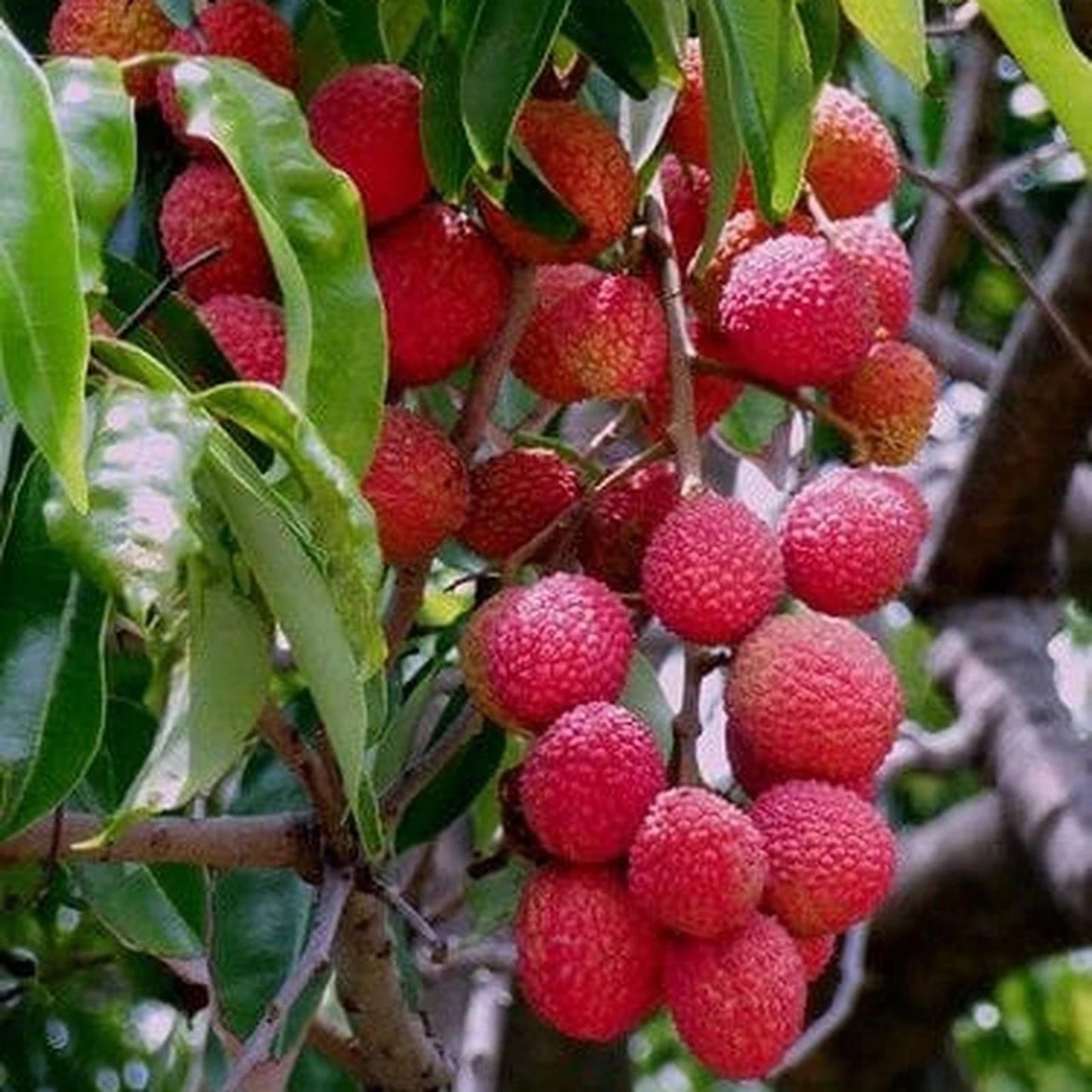 Grafted Red Lychee (Lengkeng Merah) Seedling – Premium Tropical Fruit Tree