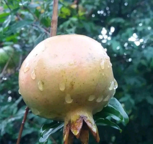 White Pomegranate Seeds (Punica granatum var. White Pomegranate) – Rare Crystal Clear Fruit Seeds for Planting (100+ Pcs)