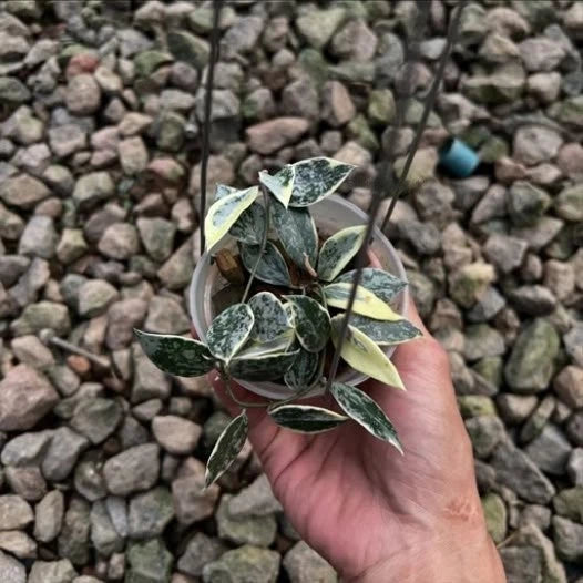 Hoya lacunosa 'Princess Lumina' – Ultra-Rare Variegated Epiphytic Specimen (Collectors Masterpiece)