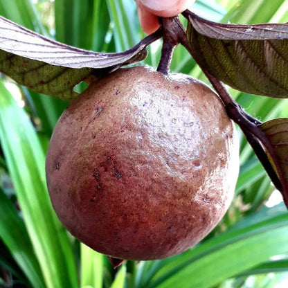 Purple Guava Seeds (Psidium guajava / 500+ Deep Purple-Fleshed Exotic Fruit Tree Seeds) – Premium Exotic Botanical Specimen Plant Seeds for Planting