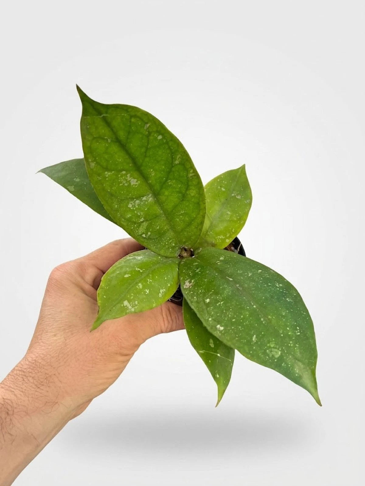 Hoya mitrata – Rare "Bishop’s Miter" Tropical Wax Vine