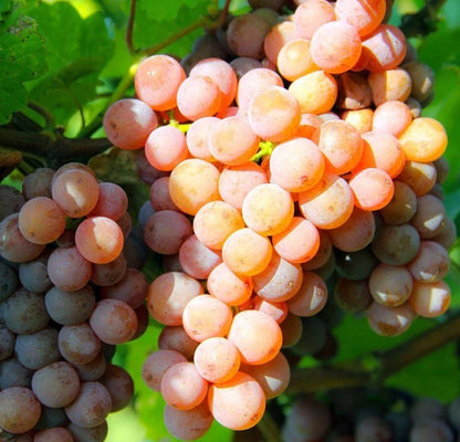 Gewurztraminer Grape Seeds (Vitis vinifera var. Gewurztraminer / 100+ Aromatic Wine Grapevine Seeds) – Premium Exotic Botanical Specimen Plant Seeds for Planting