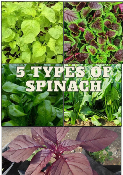 Spinach Seeds 1,750+ pcs Bundle (Amaranthus spp.) – 5-Cultivar Garden Package Premium Certified Nutritious Leafy Green Plant Seeds for Planting