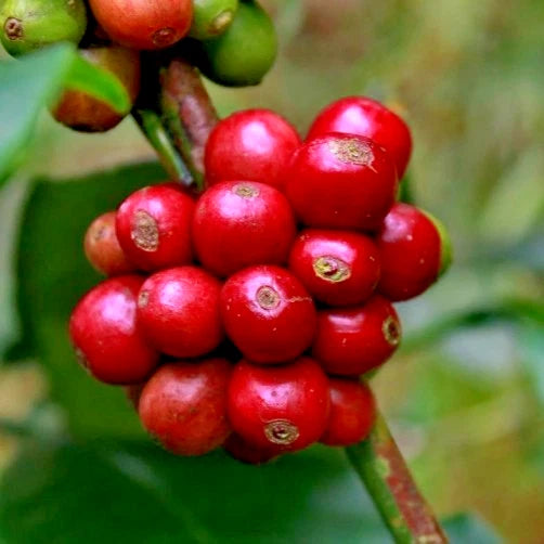 Red Catuai Coffee Seeds (120+ Bulk Seeds, Coffea sp. Catuai) – Premium Brazilian High-Yield Gourmet Coffee Bean Plant Seeds for Planting