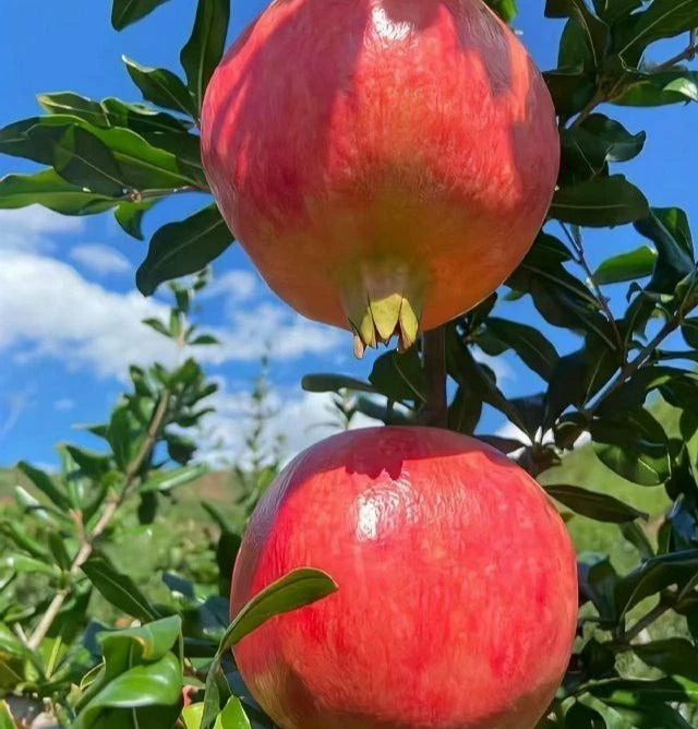 Kazake Pomegranate Seeds (Punica granatum 'Kazake') – 100 Premium Fresh Cold-Hardy Sweet Kazake Pomegranate Seeds