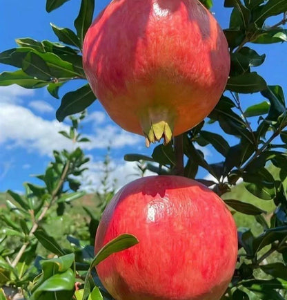 Kazake Pomegranate Seeds (Punica granatum 'Kazake') – 100 Premium Fresh Cold-Hardy Sweet Kazake Pomegranate Seeds