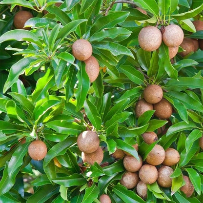 Premium Manila Variety Sapodilla Seeds (Manilkara zapota var. Manila) – Exotic Tropical Sweet Chico Zapote Fruit Seeds for Planting (35+ Pcs)