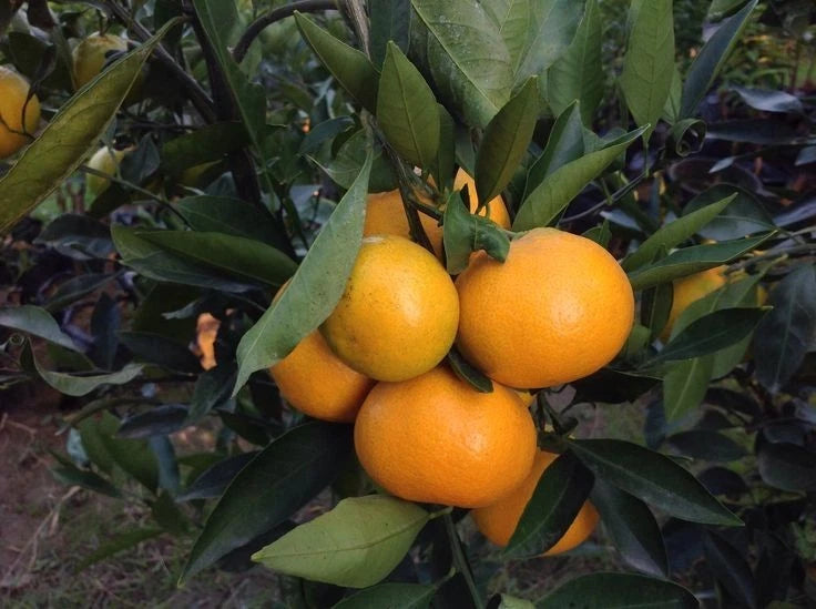 Iyokan Orange Seeds (Citrus Iyo) – Certified Heirloom Japanese Sweet Mandarin Fruit Crop for Planting