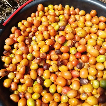Yellow Caturra Coffee Seeds (Coffea arabica var. Caturra Amarillo / 300+ Premium Highland Dwarf Specialty Coffee Seeds) – Premium Gourmet Specialty Coffee Plant Seeds for Planting