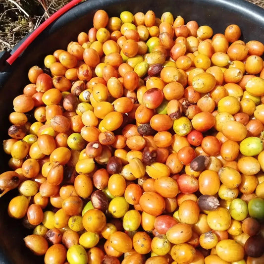 Yellow Caturra Coffee Seeds (Coffea arabica var. Caturra Amarillo / 300+ Premium Highland Dwarf Specialty Coffee Seeds) – Premium Gourmet Specialty Coffee Plant Seeds for Planting