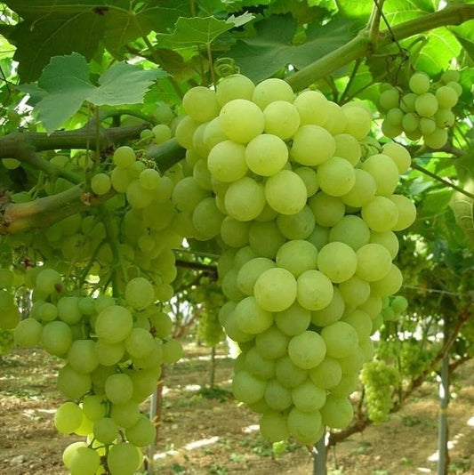 Thompson Seedless Table Grape Seeds (Vitis vinifera var. Thompson Seedless / 100+ Premium Classic Green Fruit Seeds) – Premium Botanical Specimen Plant Seeds for Planting