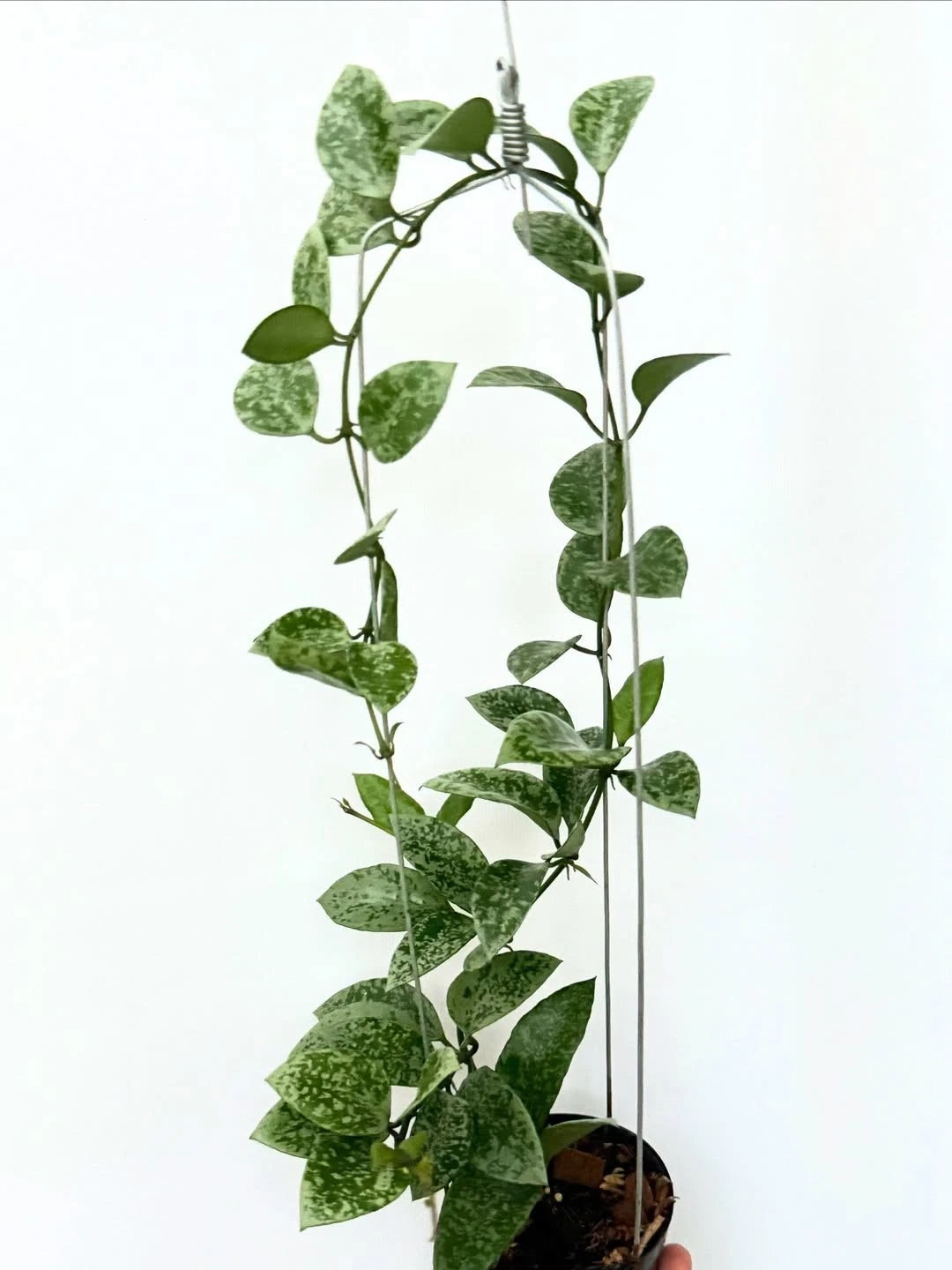 Hoya Lacunosa Gayung – Rare Tropical Indoor Outdoor Wax Plant Certified Live Specimen for Planting