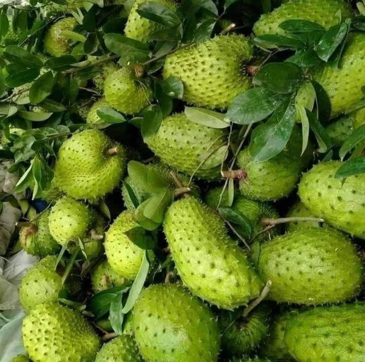 100+ 'Nigerian' Soursop Seeds (Annona muricata) – Elite West African Genetic Stock (Collectors Quality)
